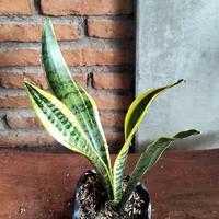 Gambar Tanaman hias Sansivera dari Rofi Flora Tokopedia undefined 4 Tokopedia