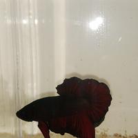 Gambar ikan cupang avatar vampir dark solid dari denwatch undefined 2 Tokopedia