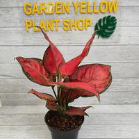 Gambar TANAMAN HIAS AGLONEMA RED ANJAMANI JUMBO / MURAH / REALPICK dari GARDEN YELLOW undefined 3 Tokopedia