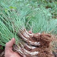 Gambar Kuncai Fress 1kg dari Herbal Tanaman undefined 3 Tokopedia