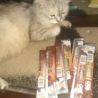 Gambar BIO CREAMY SNACK MAKANAN KUCING 1 SACHET - salmon dari citrapetshop undefined 2 Tokopedia