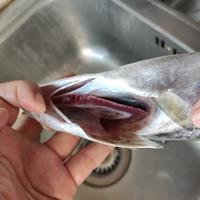 Gambar Ikan Layur size 500 - 1.000 g - 1000 gram dari RILSeafood undefined 3 Tokopedia