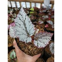Gambar tanaman hias begonia silver baby cute - baby dari ristavaflorist undefined 1 Tokopedia