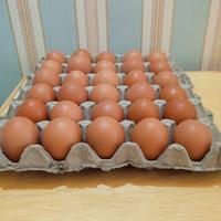 Gambar Telor Ayam 1 tray dari Nusantara Freshmarket undefined 2 Tokopedia