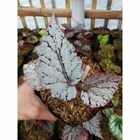 Gambar tanaman hias begonia silver baby cute - baby dari ristavaflorist undefined 3 Tokopedia