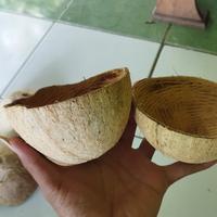 Gambar batok kelapa buat kerajinan/tempat makan ayam/bikin arang dari BettaLocalOfficial undefined 1 Tokopedia