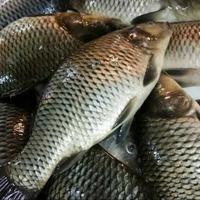 Gambar Ikan Mas Segar dari hidup - 1-3 ekor, 1 kg dari Kios Ikan Segar Bandung undefined 1 Tokopedia