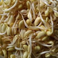 Gambar Kecambah Kedelai 250gr dari Rumbo Sayur undefined 1 Tokopedia