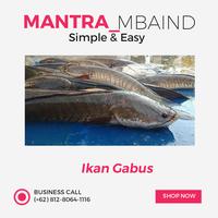 Gambar Ikan Gabus - 1 kg dari MANTRA KHATULISTIWA DEPOK undefined 2 Tokopedia