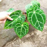 Gambar Tanaman Anthurium crystalinum / kuping gajah dari Tokoku Berkahmu undefined 1 Tokopedia