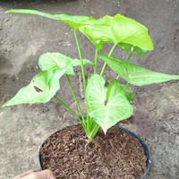 Gambar syngonium lemon dari Tokoku Berkahmu undefined 2 Tokopedia