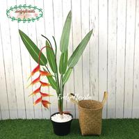 Gambar Pohon Hias Heliconia X7 Pisangan Latex Artificial Keranjang Purun dari Evelyn Florista undefined 4 Tokopedia