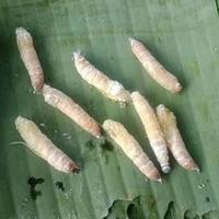 Gambar kepompong ulat daun pisang - kepompong umpan pancing dari Wan'sAquatic undefined 1 Tokopedia