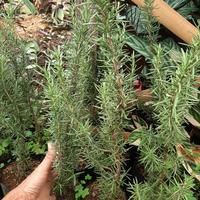 Gambar tanaman hidup rosemary rimbun sehat bisa kirim ke seluruh Indonesia dari tanaman herbs undefined 1 Tokopedia