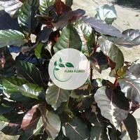 Gambar Promo herbal daun ungu atau handeuleum kopi hideung dari Flora florist & herb undefined 1 Tokopedia