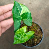 Gambar syngonium panda lokal dari Shauqiflorist01 undefined 1 Tokopedia