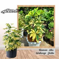 Gambar tanaman schefflera / walisongo varigata 30cm dari Bibit onegarden undefined 1 Tokopedia