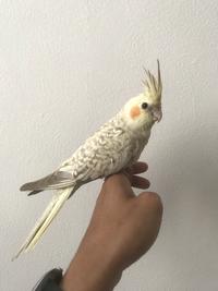 Gambar falk australia cockatiels jinak dari Galaxy Parrot undefined 1 Tokopedia