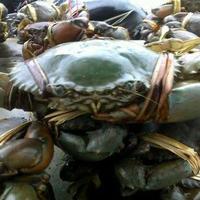 Gambar kepiting hidup segar fresh berkualitas dari kepiting segar undefined 2 Tokopedia
