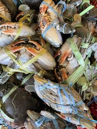 Gambar KEPITING HIDUP TELUR 1KG isi 8-10 dari ceceputrisiregar undefined 2 Tokopedia