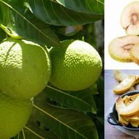 Gambar Buah Sukun Segar Fresh dari HIDAYAT STORE IND undefined 5 Tokopedia