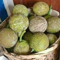 Gambar Buah Sukun Segar Fresh dari HIDAYAT STORE IND undefined 4 Tokopedia