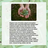 Gambar BPOM Ready siap kirim Heygurl Safron Kashmir Mugwort Masker Mask - Mugwort dari Maskerorganicsemarang undefined 4 Tokopedia