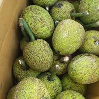 Gambar Buah Sukun Segar Fresh dari HIDAYAT STORE IND undefined 3 Tokopedia