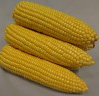 Gambar Benih Jagung Manis Prima F1 dari Jayafarm Manado undefined 2 Tokopedia