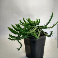 Gambar kaktus euphorbia flanagani (rambutmedusa) dari ALL LANDSCAPE NEW undefined 1 Tokopedia