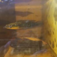 Gambar Channa Yellow Sentarum 16-18cm dari Amazon Aquatic undefined 2 Tokopedia