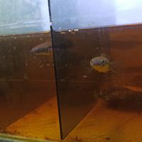 Gambar Channa Yellow Sentarum 16-18cm dari Amazon Aquatic undefined 1 Tokopedia