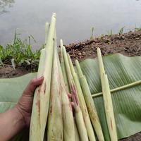 Gambar terubuk/turubuk sayur segar 1 kg dari Srijayatani undefined 1 Tokopedia