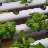 Gambar lampu led grow light succulent dan tanaman vegetatif daun batang 50W dari Bentengled undefined 5 Tokopedia