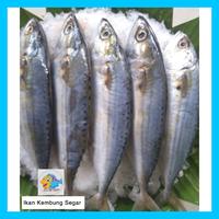 Gambar Ikan Kembung Banjar Segar dari Salmon Segar Jakarta undefined 3 Tokopedia