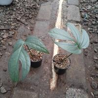 Gambar amydrium silver dari Alfatih-garden undefined 1 Tokopedia