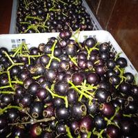 Gambar buah gowok -kupa segar 500gr dari Central Kebun Kita undefined 3 Tokopedia