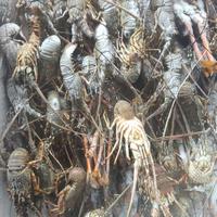 Gambar lobster under 100 dari bontekfteshseafood undefined 1 Tokopedia