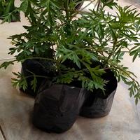 Gambar bibit tanaman kenikir obat herbal dari cempaka green house undefined 2 Tokopedia