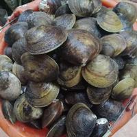 Gambar toe kerang/totok kerang hidup segar/ seafood dari tani muda pnd undefined 3 Tokopedia