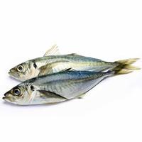 Gambar Ikan Kembung Layang Segar 1Kg dari Pangan Daily undefined 2 Tokopedia