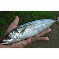 Gambar Ikan Kembung Layang Segar 1Kg dari Pangan Daily undefined 1 Tokopedia