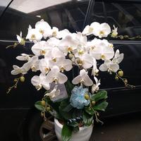 Gambar Florist jual bunga rangkaian anggrek bulan by ayudia florist dari ayudia florist undefined 1 Tokopedia