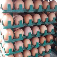 Gambar Telor Ayam Negeri Fresh per 4kg ( wajib gojek dan grab ) dari Gudang Telor Fresh 88 undefined 3 Tokopedia