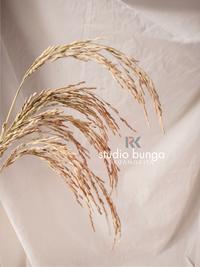 Gambar padi kering / bunga padi dari studio bunga ruangkita undefined 2 Tokopedia