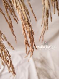 Gambar padi kering / bunga padi dari studio bunga ruangkita undefined 5 Tokopedia