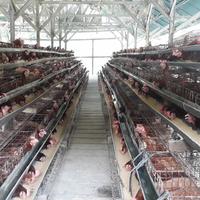Gambar Telor Ayam Negeri Fresh per 4kg ( wajib gojek dan grab ) dari Gudang Telor Fresh 88 undefined 4 Tokopedia