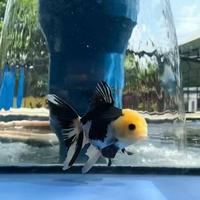 Gambar Oranda panda / ikan mas koki oranda panda dari simanjuntak Goldfish undefined 1 Tokopedia
