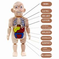Gambar Human Body / Anatomi Manusia/ Peraga Biologi SD /Belajar Anggota Tubuh - human body dari mamyoma undefined 3 Tokopedia
