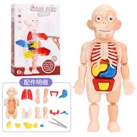 Gambar Human Body / Anatomi Manusia/ Peraga Biologi SD /Belajar Anggota Tubuh - human body dari mamyoma undefined 4 Tokopedia